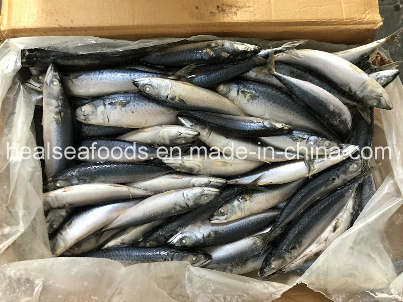Sea Frozen Pacific Mackerel 130/160g for Rwanda Market
