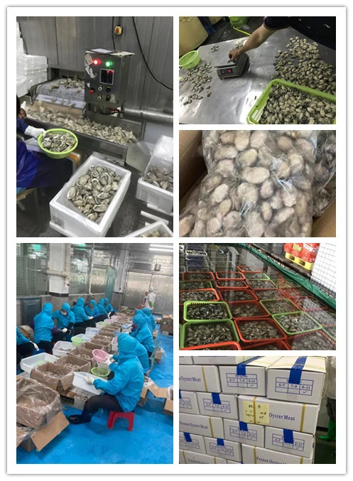 China Origin Farm Raised Frozen Oyster Meat Without Shell