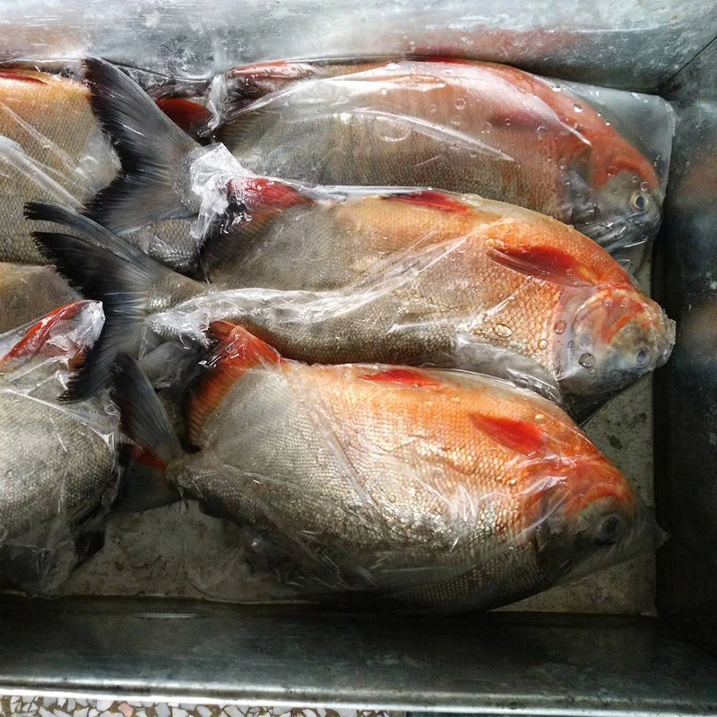 Frozen Fish Exporter IQF Frozen Red Pomfret Pacu Fish