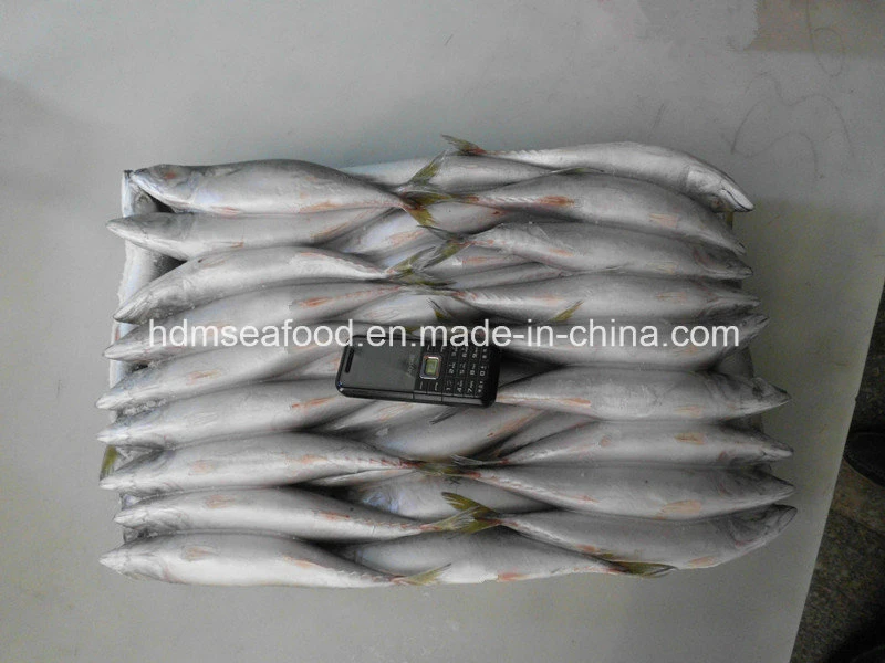 Whole Round Frozen Fish Pacific Mackerel for Bait