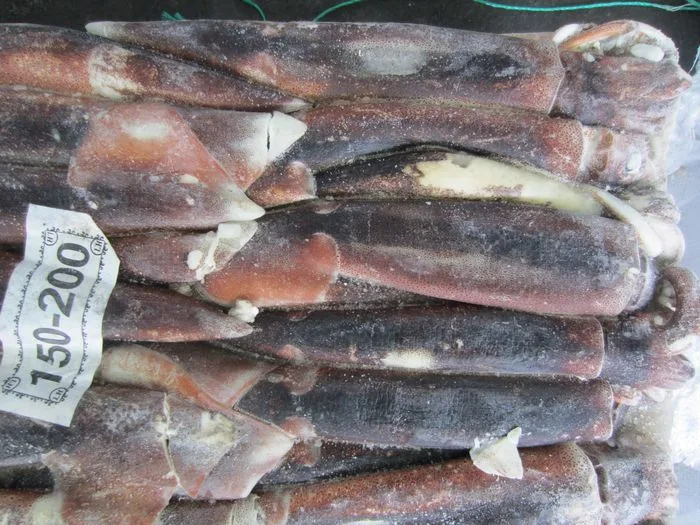 150-200 Wholesale Frozen Argentine Illex Squid