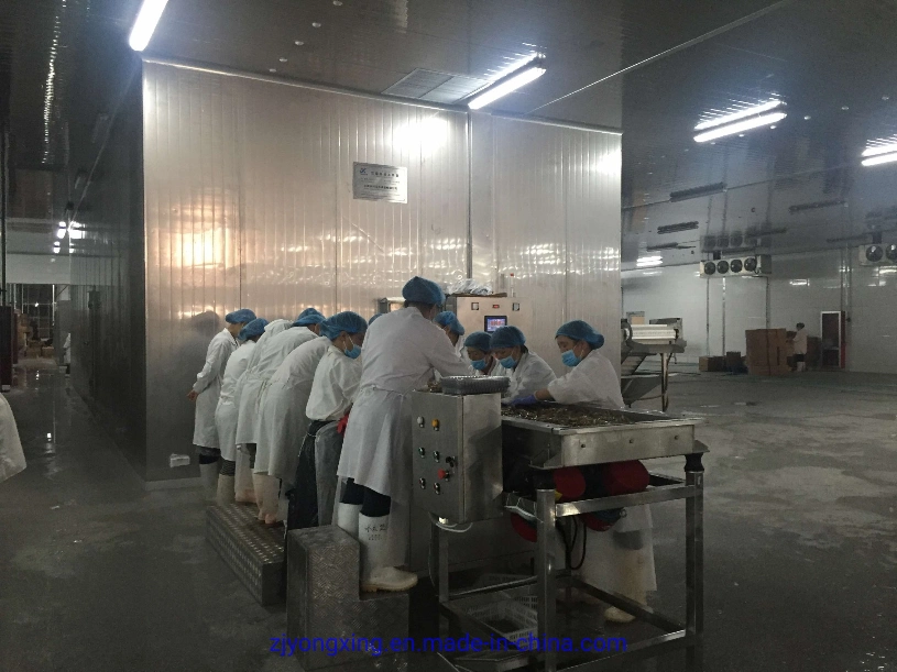 New Condition IQF Spiral Blast Freezer for Frozen Fish Fillet with High Efficiency