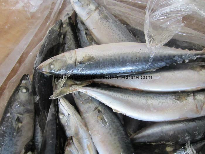 300-500g Chinese Frozen Pacific Mackerel for Sale