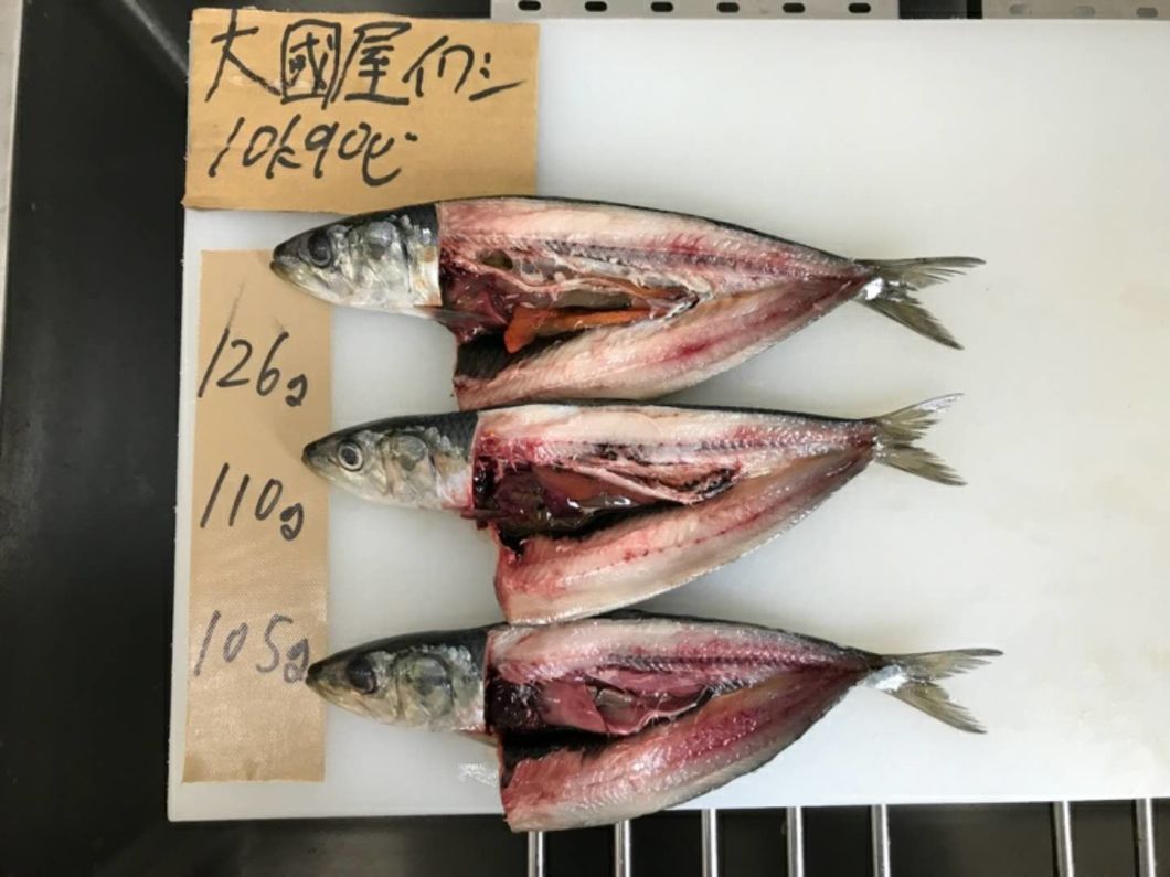Frozen Japanese Sardine Whole Round for Bait