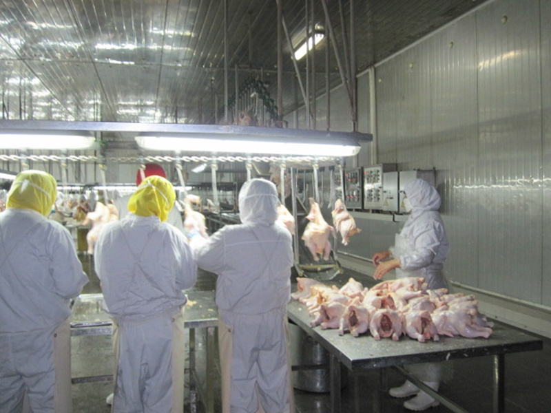 Frozen Chicken Breast From Halal Poultry Farm