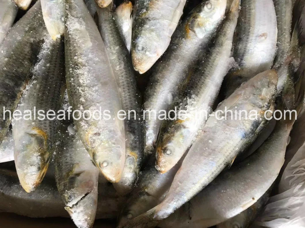 Frozen Sea Fish Whole Round Sardine 160-200grams