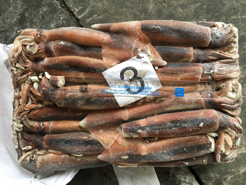 Frozen Whole Round Illex Squid for Sale