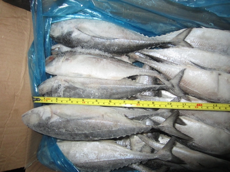 Wholesale China Frozen Hard Tail Scad