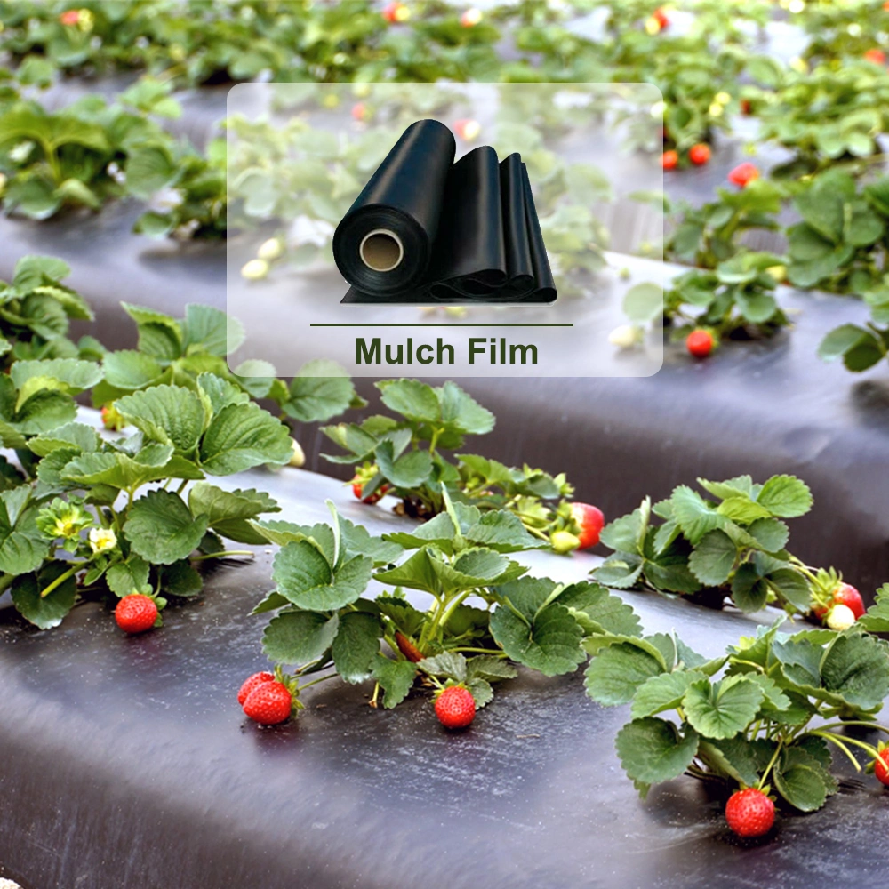 Reinforced Plastic Film Black Plastic Mulching Film Clear Plastic Protective Film