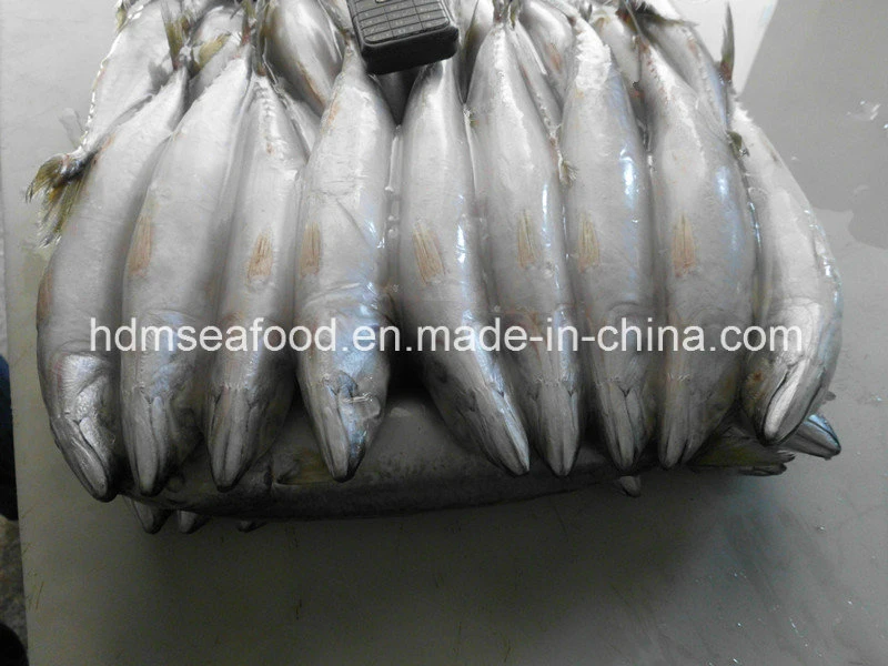 Frozen Fish Seafood Frozen Mackerel for Market