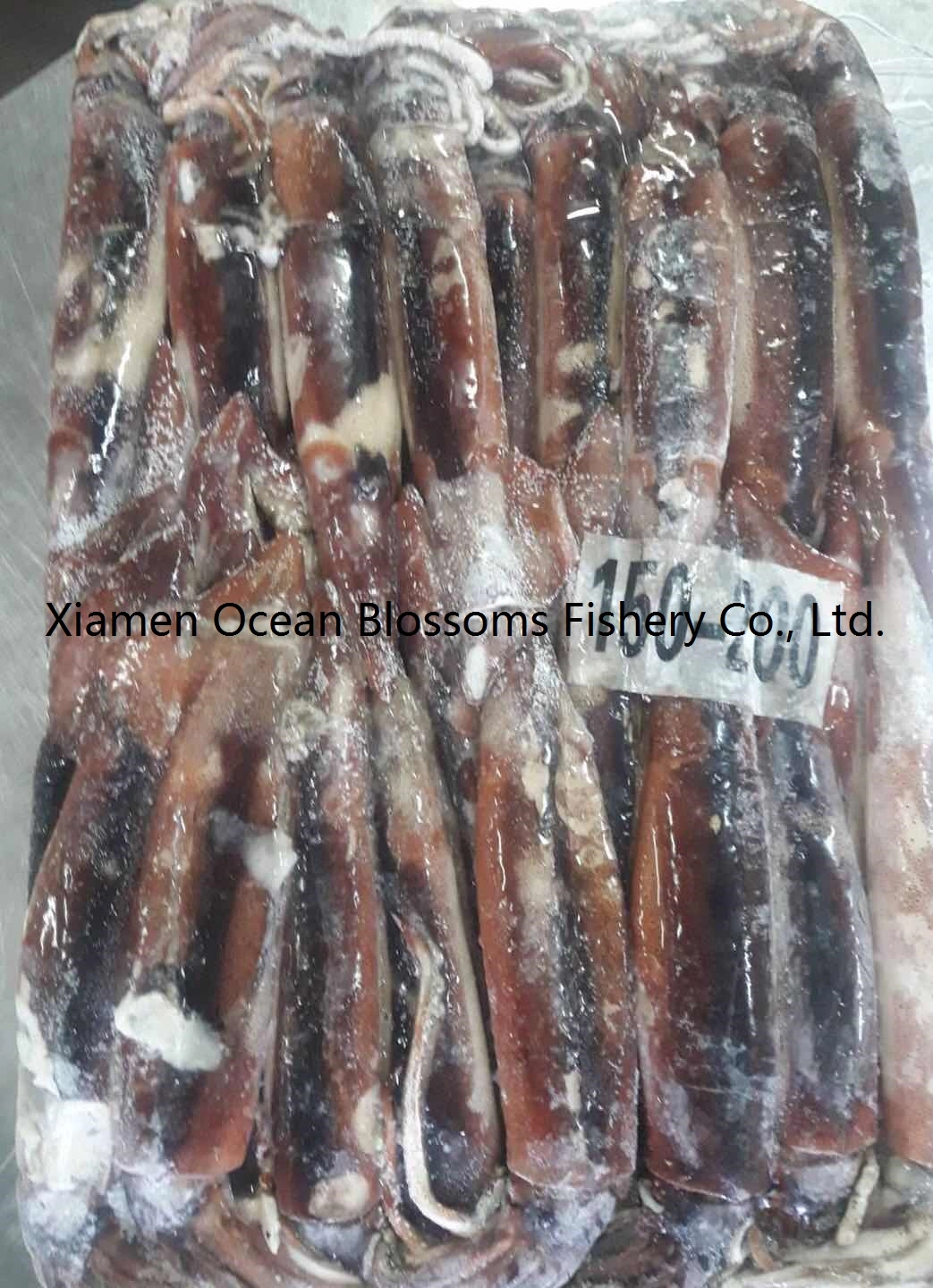Wholesale Sea Frozen Argentina Squid Illex Squid