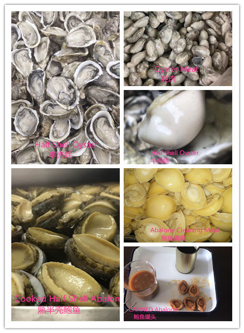 Good Quality Frozen Half Shell Oyster Lived Oyster for Sale