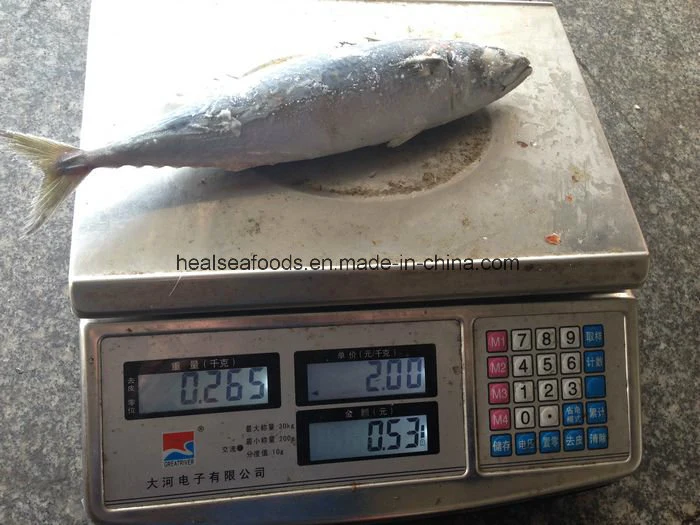 300-500g Chinese Frozen Pacific Mackerel for Sale