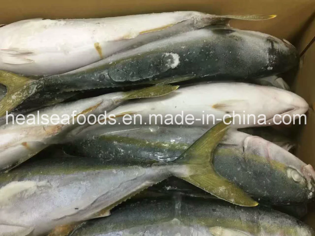 New Stock Frozen Yellow Tail Fish Origin in Japan