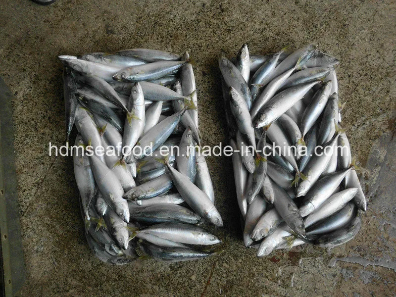 Supply Pacific Mackerel Fish Frozen Seafood (Scomber japonicus)