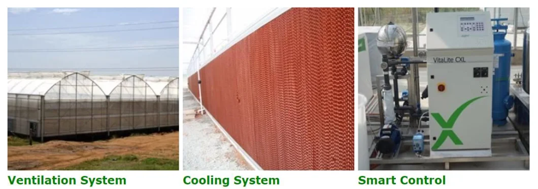 Customized Film Covering Material Inner Shading System Cooling Multi-Span Greenhouse For Agriculture