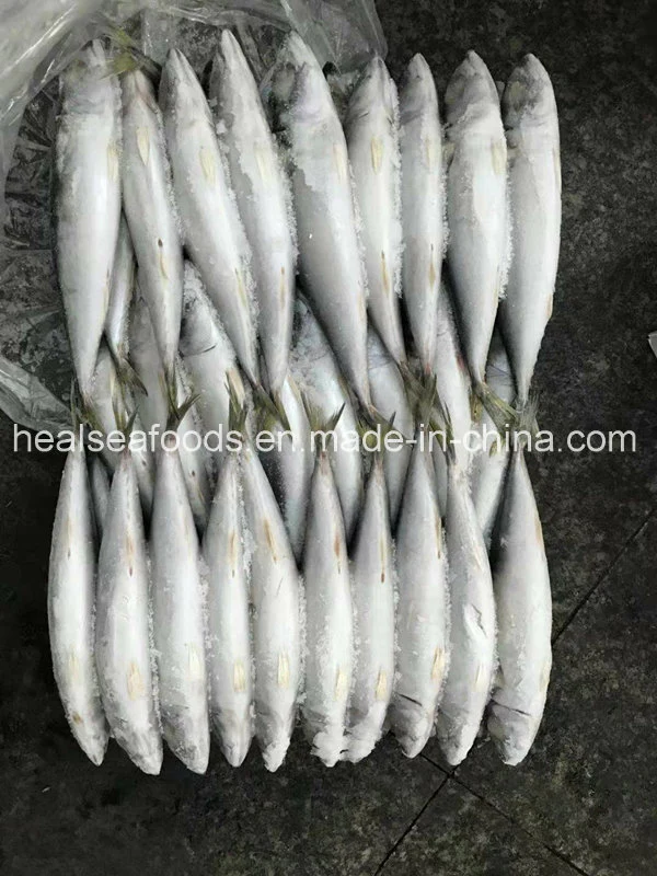 Land Frozen Pacific Mackerel 150-200grams