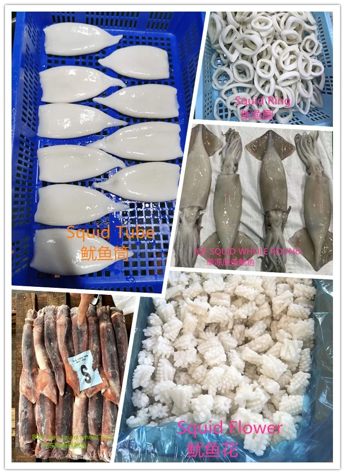 Squid Illex Squid Illex Squid EU Standard Treated Frozen Squid Tube Illex Squid
