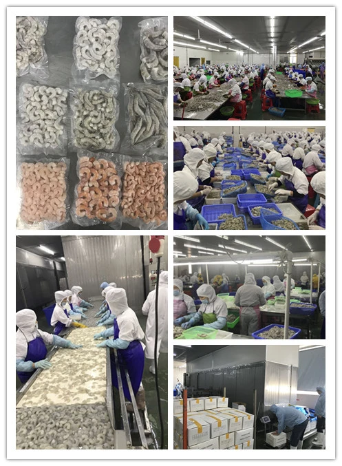 Wholesale Farming Frozen Vannamei Shrimp Hlso Pd