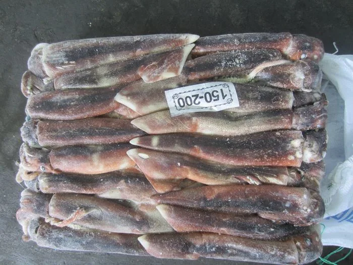 150-200 Wholesale Frozen Argentine Illex Squid