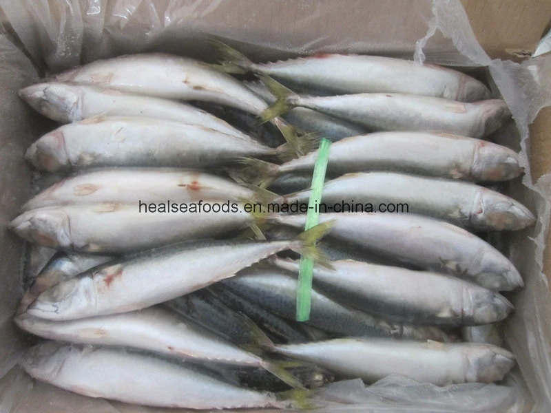Frozen Pacific Mackerel Fish 150-200g From China Mackerel Factory