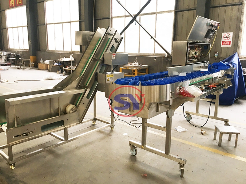 Fully Automatic Selection Weight Sorter Equipment Check Weighing Machine for Classifying Fish Fillet