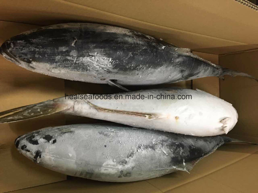 Frozen Yellow Tail Fish From Japan Original