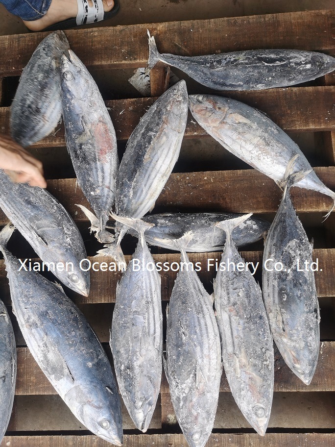 High Quality Wholesale Frozen on Board Skipjack Tuna Whole Round
