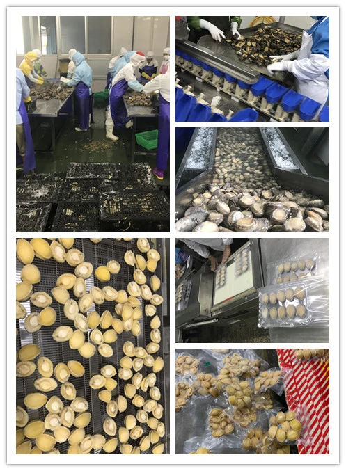 Frozen Abalone Price for Sale Factory Price Half Shell Abalone