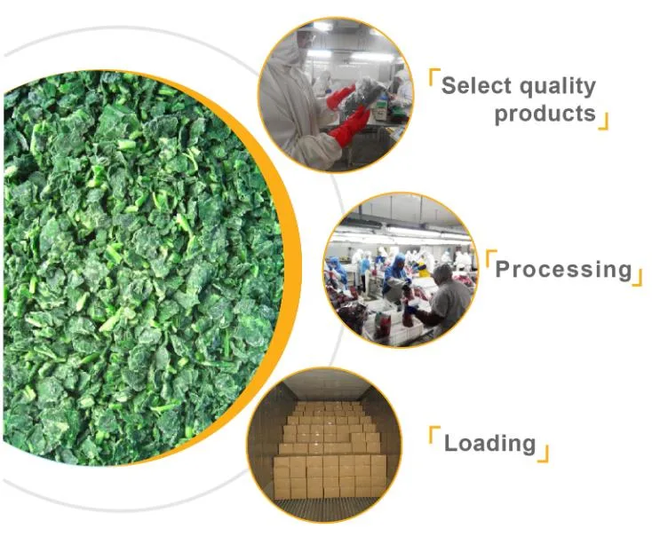 Exporting Chinese Fresh IQF Frozen Food Specification Boiled Spinach for Sale
