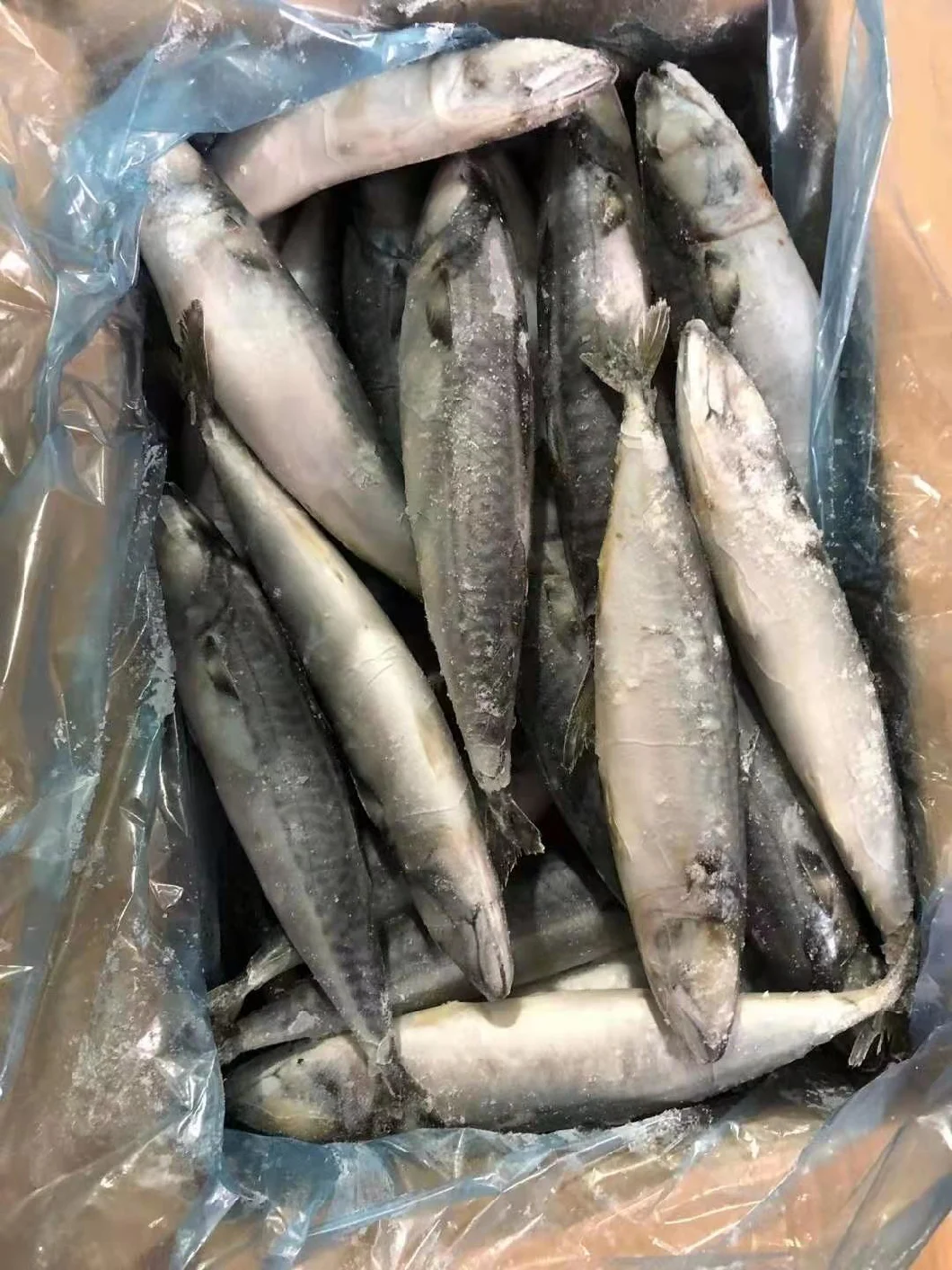 Frozen IQF Seafood Pacific Mackerel Fish 200-300g
