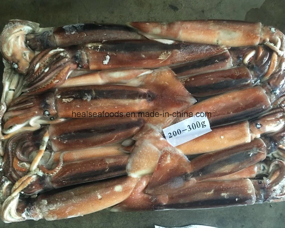 Frozen Sea Fish /Mackerel /Horse Mackerel/Sardine /Squid