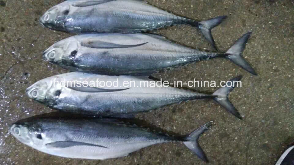 Whole Round Frozen Seafood Hardtail Scad Fish
