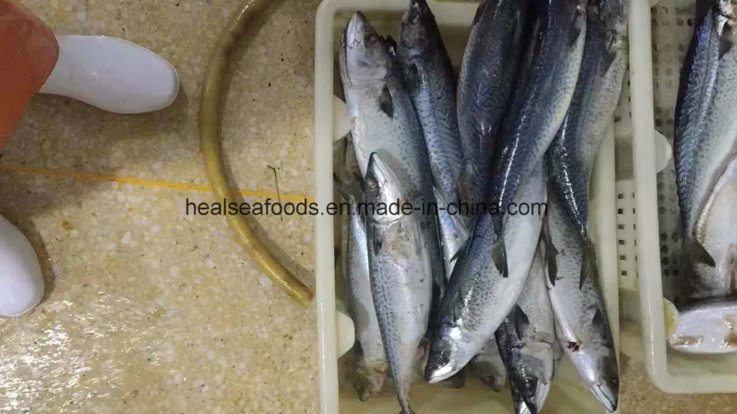 New Landed Frozen Fish Pacific Mackerel Seafood