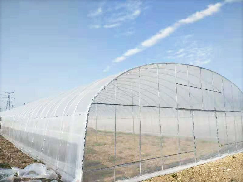 Cheap Plastic Film Greenhouse with Protective Plastic Film