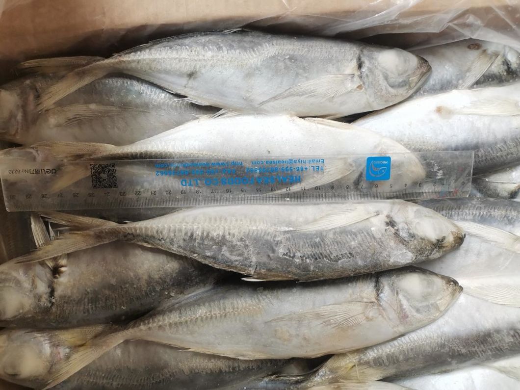 Supplier Importers Frozen Fish Prices Whole Frozen Horse Mackerel Namibia Horse Mackerel