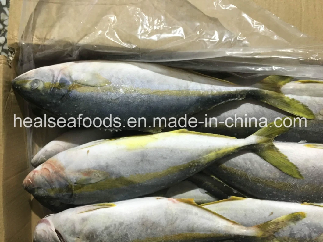 Frozen Yellow Tail Fish Origin in China