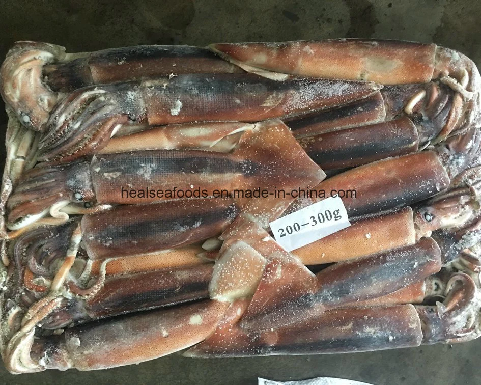 Frozen Sea Fish /Mackerel /Horse Mackerel/Sardine /Squid