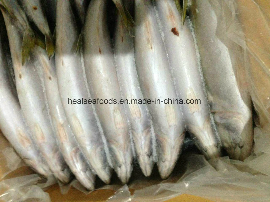 Frozen Blue Mackerel Fish 200-300g