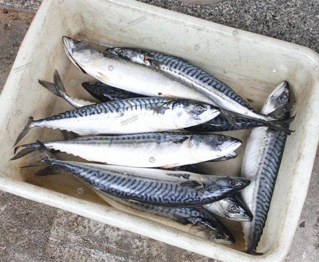 15cm Salmon Mackerel Pollack Cod Fish Belly Fillet Splitting Cutting Machine