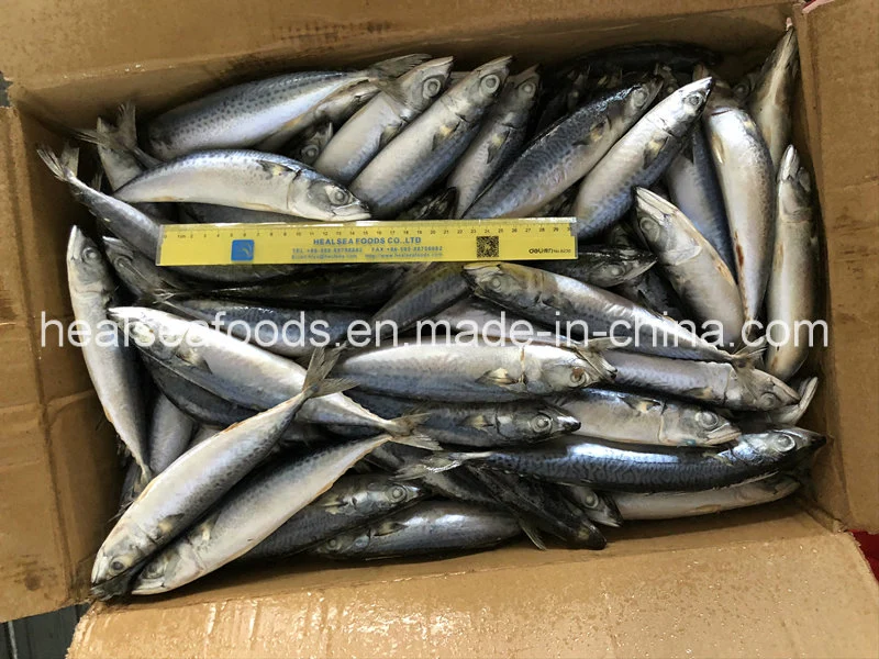 80-100PCS New Arrival Whole Round Frozen Pacific Mackerel Fish