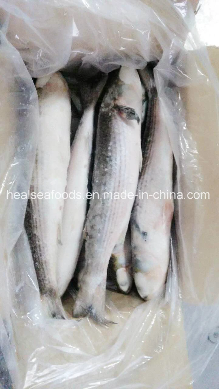 High Quality Whole Round Frozen Grey Mullet Fish