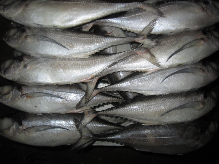 Wholesale China Frozen Hard Tail Scad