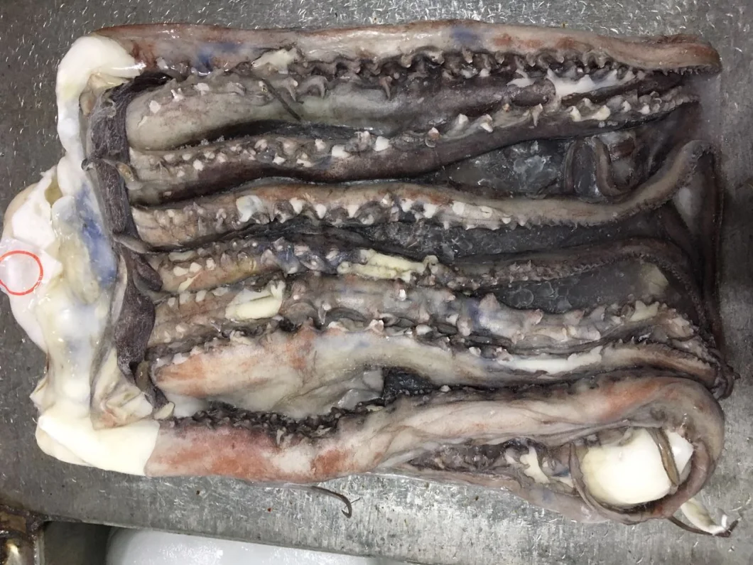 Frozen Peru/Giant Squid Tentacle 100-200g