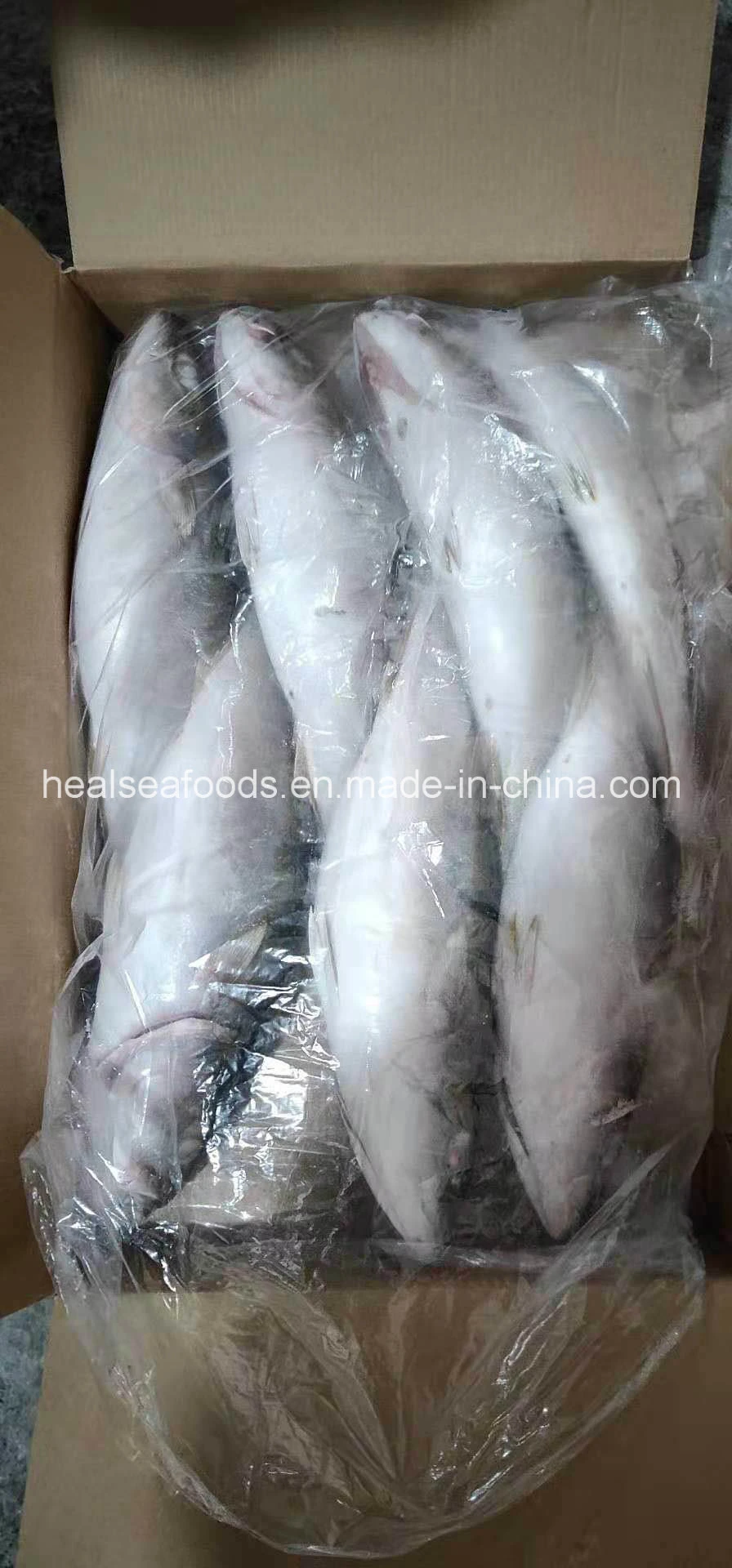 Frozen Yellow Tail 500/700g for Sale