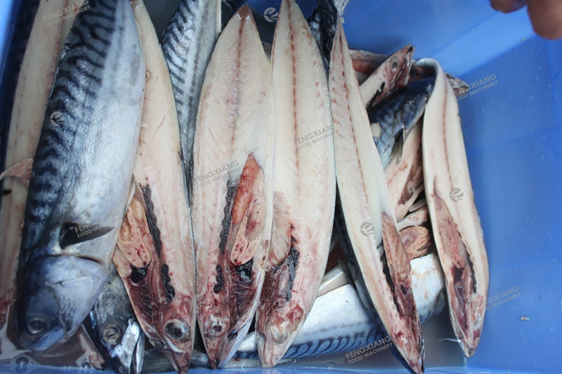 Fillet Fresh Tilapia Crucian Fish Frozen Saury Gutting Kill Fish Machine