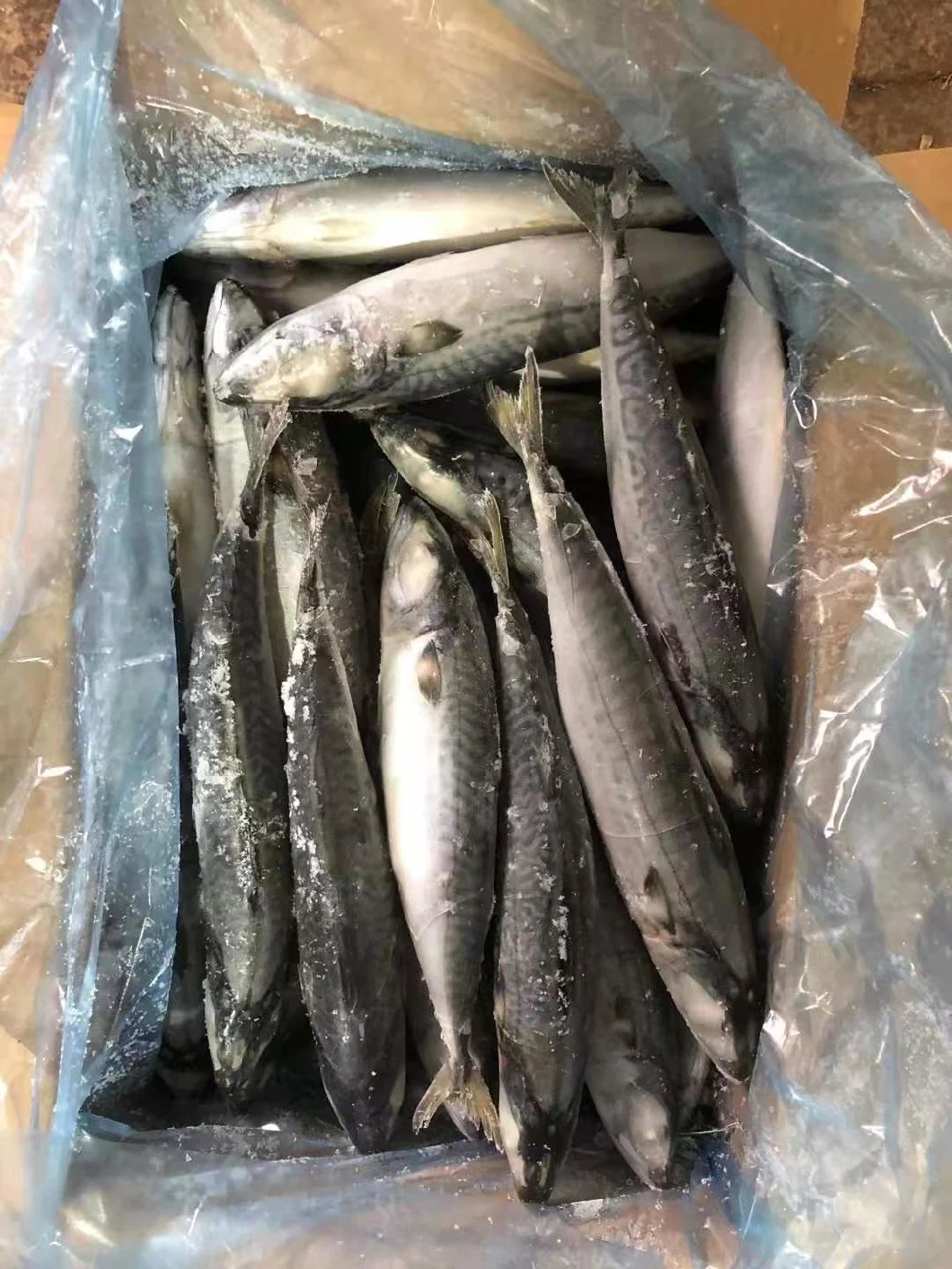 Frozen IQF Seafood Pacific Mackerel Fish 200-300g