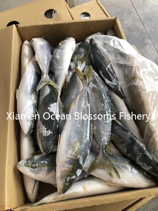 Frozen Yellow Tail Seafood Producer Wholesale