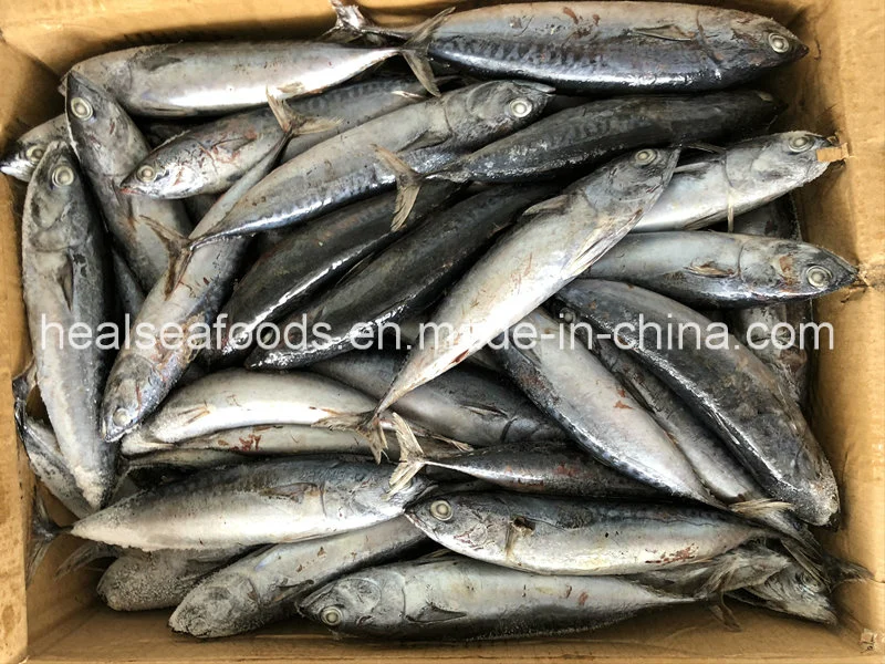 Whole Round Frozen Bonito with Best Price