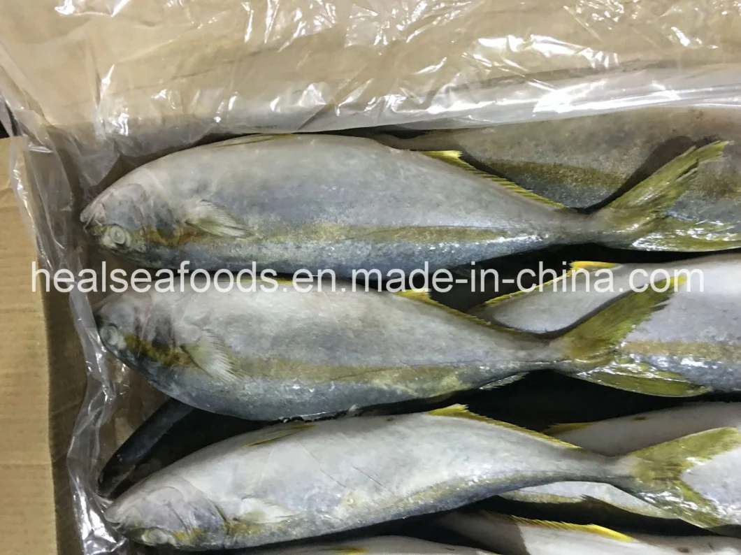 Frozen Yellow Tail Fish Origin in China